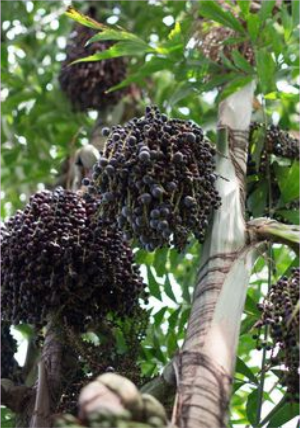 Árbol açaí